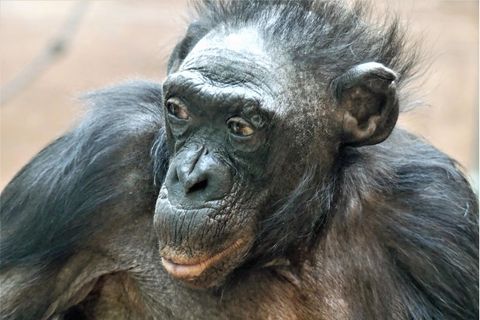 Die Bonobo-Dame "Margrit" im Frankfurter Zoo