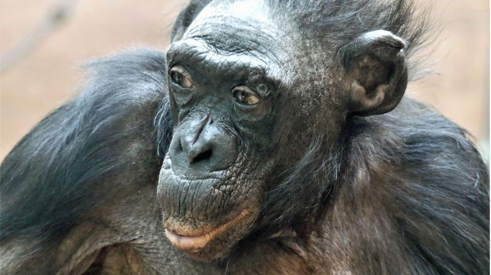 Die Bonobo-Dame "Margrit" im Frankfurter Zoo