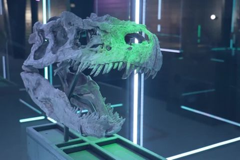 Video: Dinos in Dänemark