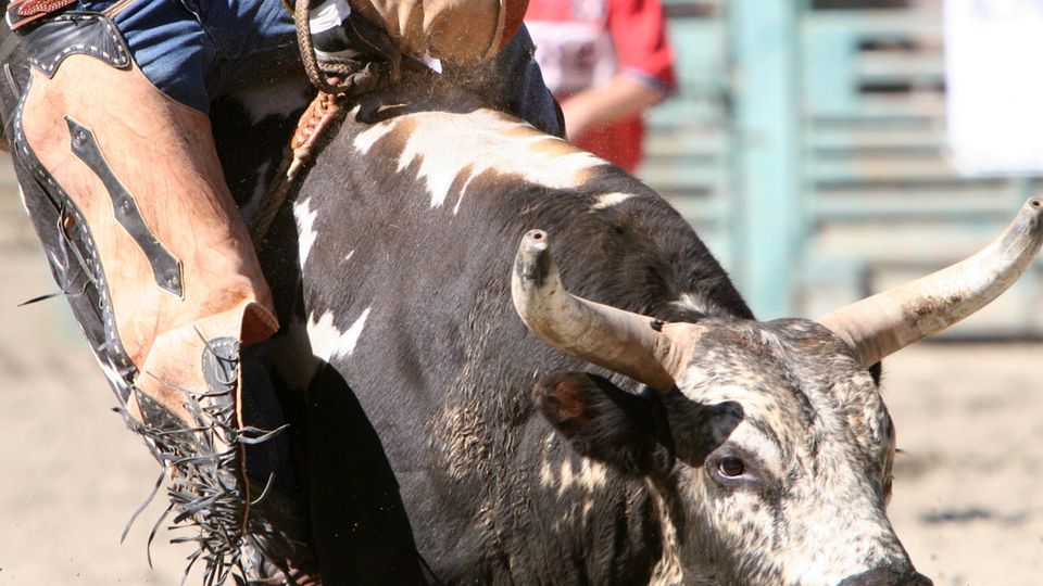 Rodeo in den USA
