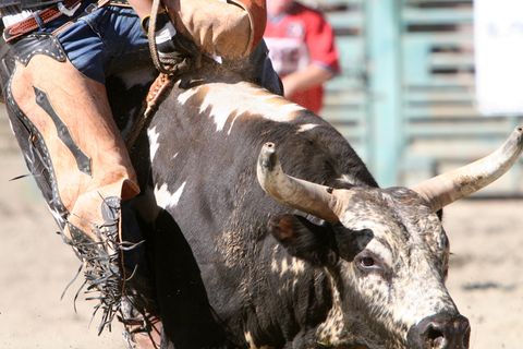 Rodeo in den USA