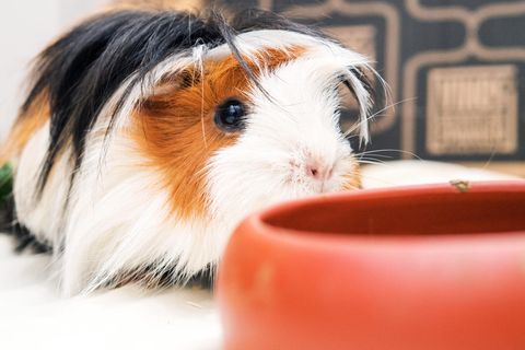 Ein Meerschweinchen hockt vor einem Trinknapf