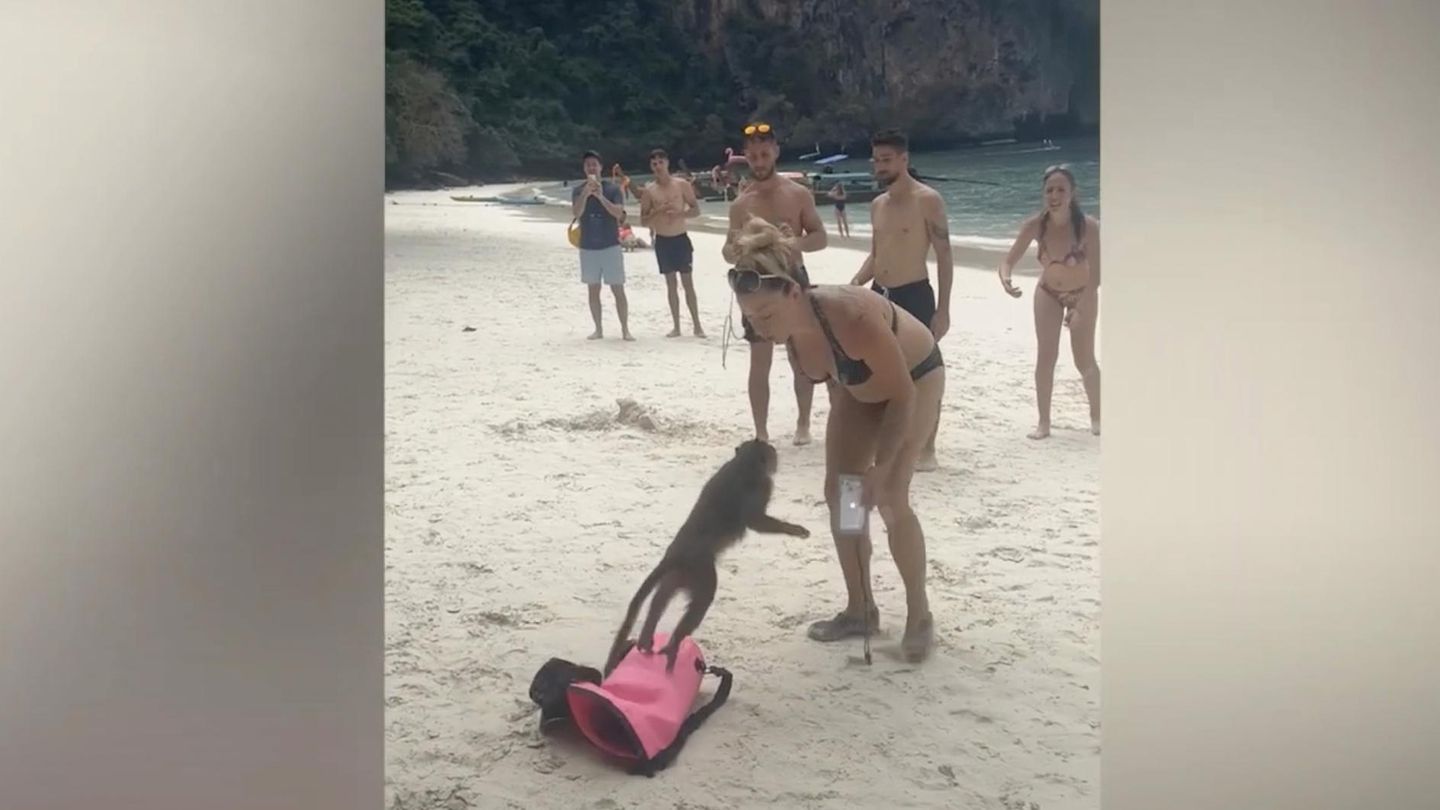 Stranddieb: Dreister Affe will Tasche klauen und geht auf Touristin los