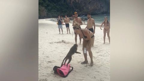 Dreister Affe will Tasche klauen und geht auf Touristin los