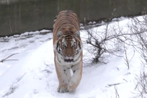 Angst vor Kältetod: Mitarbeiter im Zoo Kiew kämpfen um Wärme für ihre Tiere – und bekommen Spenden aus Berlin