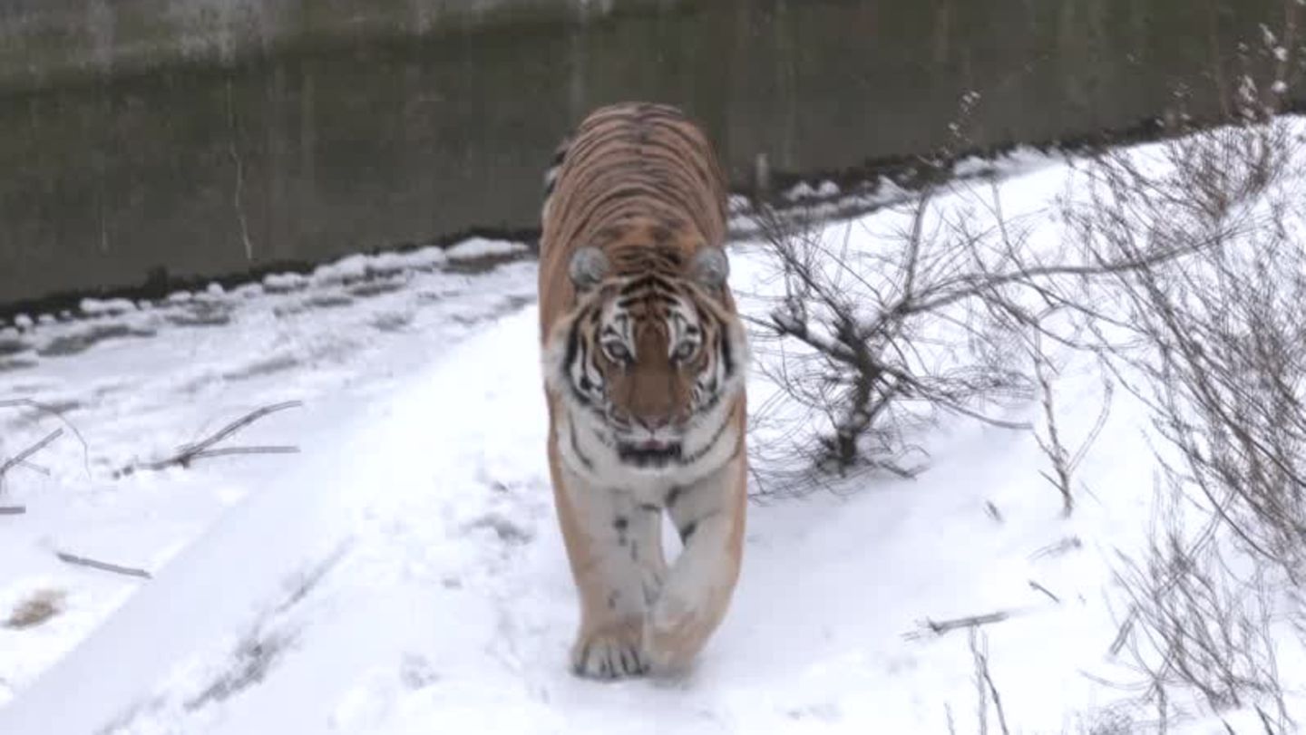 Video: Licht und Wärme für den Kiewer Zoo