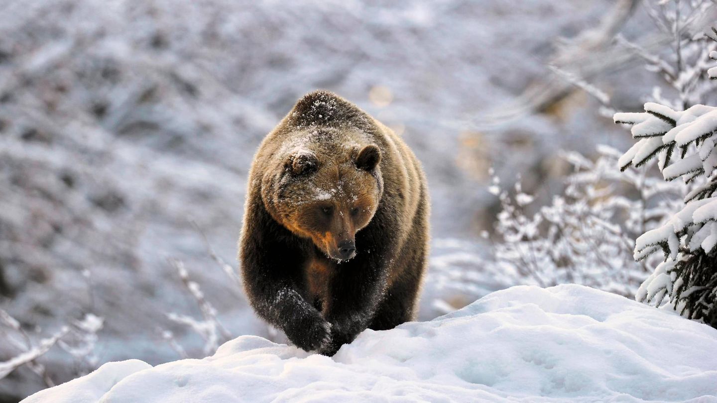Der Braunbär Ein Braunbär geht durch den Schnee