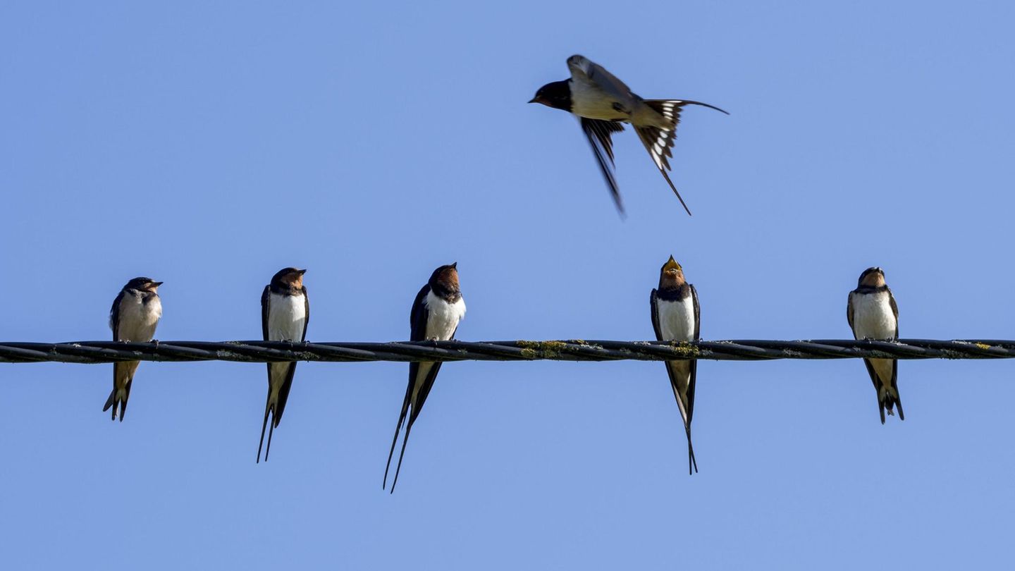 Fünf Schwalben sitzen auf einer Stromleitung. Eine Schwalbe fliegt über ihnen hinweg.