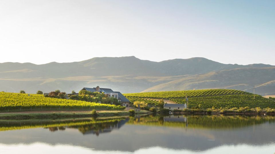 Weingut Creation liegt besonders landschaftlich schön mit Blick auf den Mount Babylon. Wenn das Wetter gut ist, kann man von dort oben sogar den Tafelberg sehen.