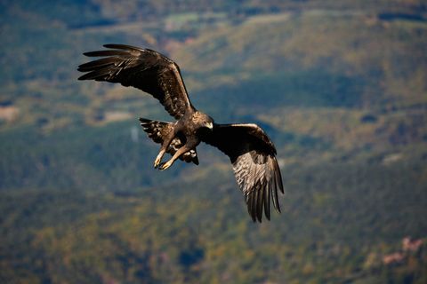 Steinadler greift Hund in Bayern an
