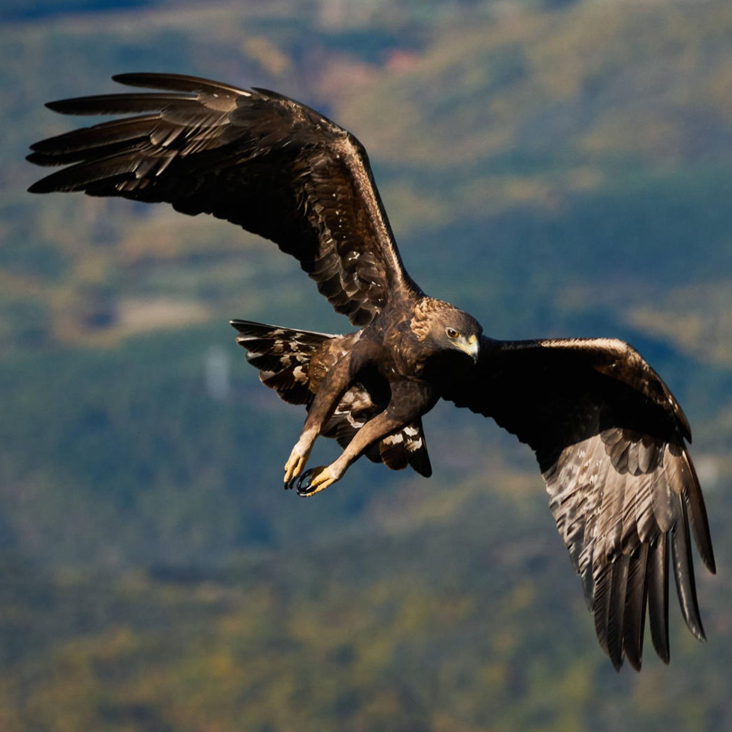 Bayern: Steinadler attackiert Hündin aus der Luft und verletzt sie |  STERN.de