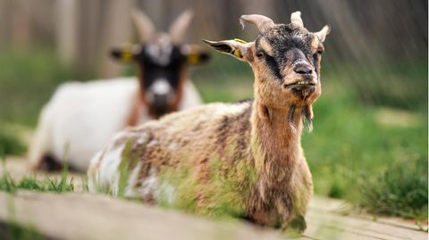 Zoodirektor in Mexiko lässt Ziegen schlachten