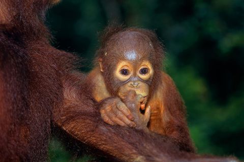 Orang-Utan im Zoo