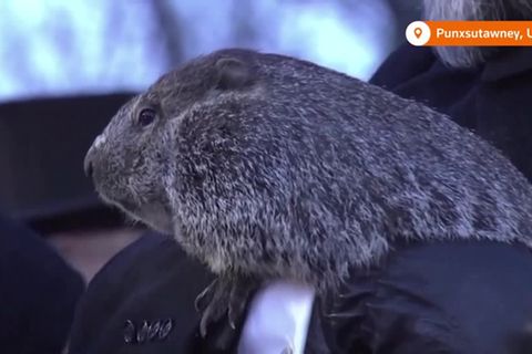 Video: Groundhog Day: Noch sechs Wochen Winter