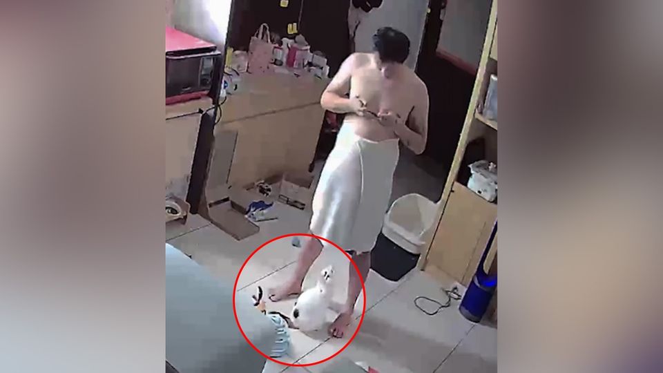 „Spielzeug" unter Handtuch entdeckt: Kater leistet sich peinliche Verwechslung