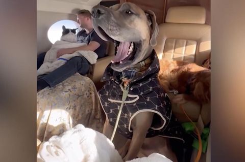 Für 100.000 Dollar: Menschen chartern Privatjet für Hunde