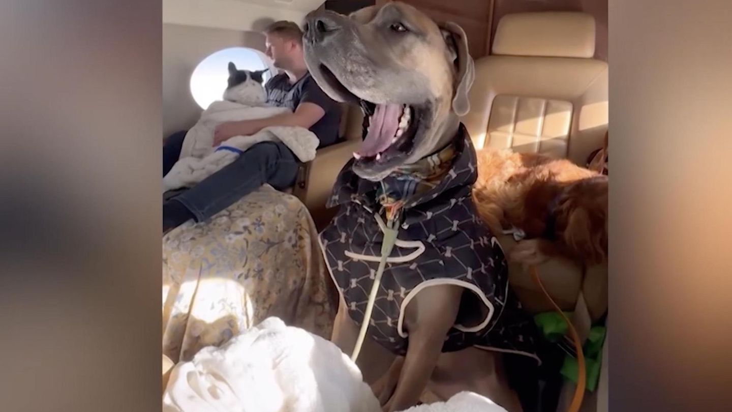 Kostspielige Europareise: Für 100.000 Dollar: Hundebesitzer chartern Privatjet für ihre Vierbeiner