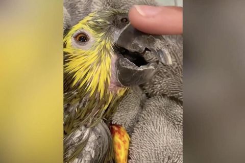 Schmutziges Gefieder und Riesenbeule: Tierpflegerin päppelt verwahrlosten Papagei wieder auf – mit Erfolg