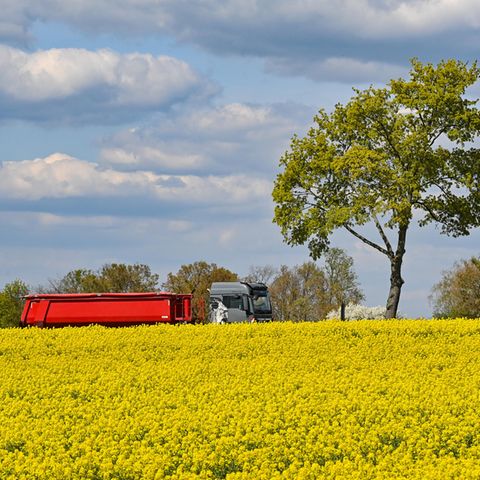 Ein LKW fährt an einem bühenden Rapsfeld vorbei