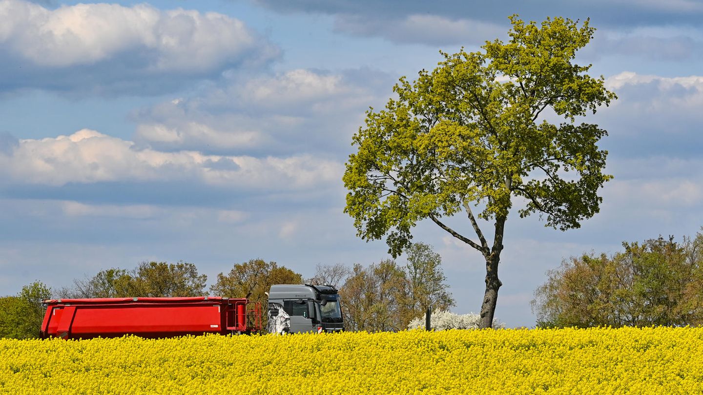 Ein LKW fährt an einem bühenden Rapsfeld vorbei
