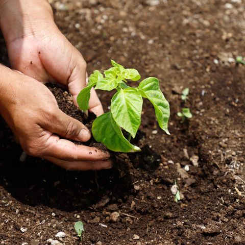 Trees plants for the climate