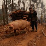 Mann bringt Schwein in Sicherheit