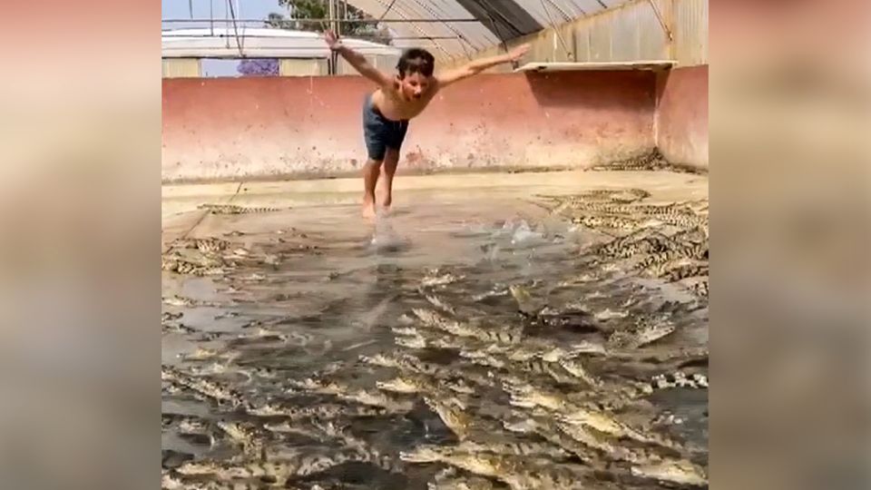 Siebenjähriger springt kopfüber in Krokodil-Becken