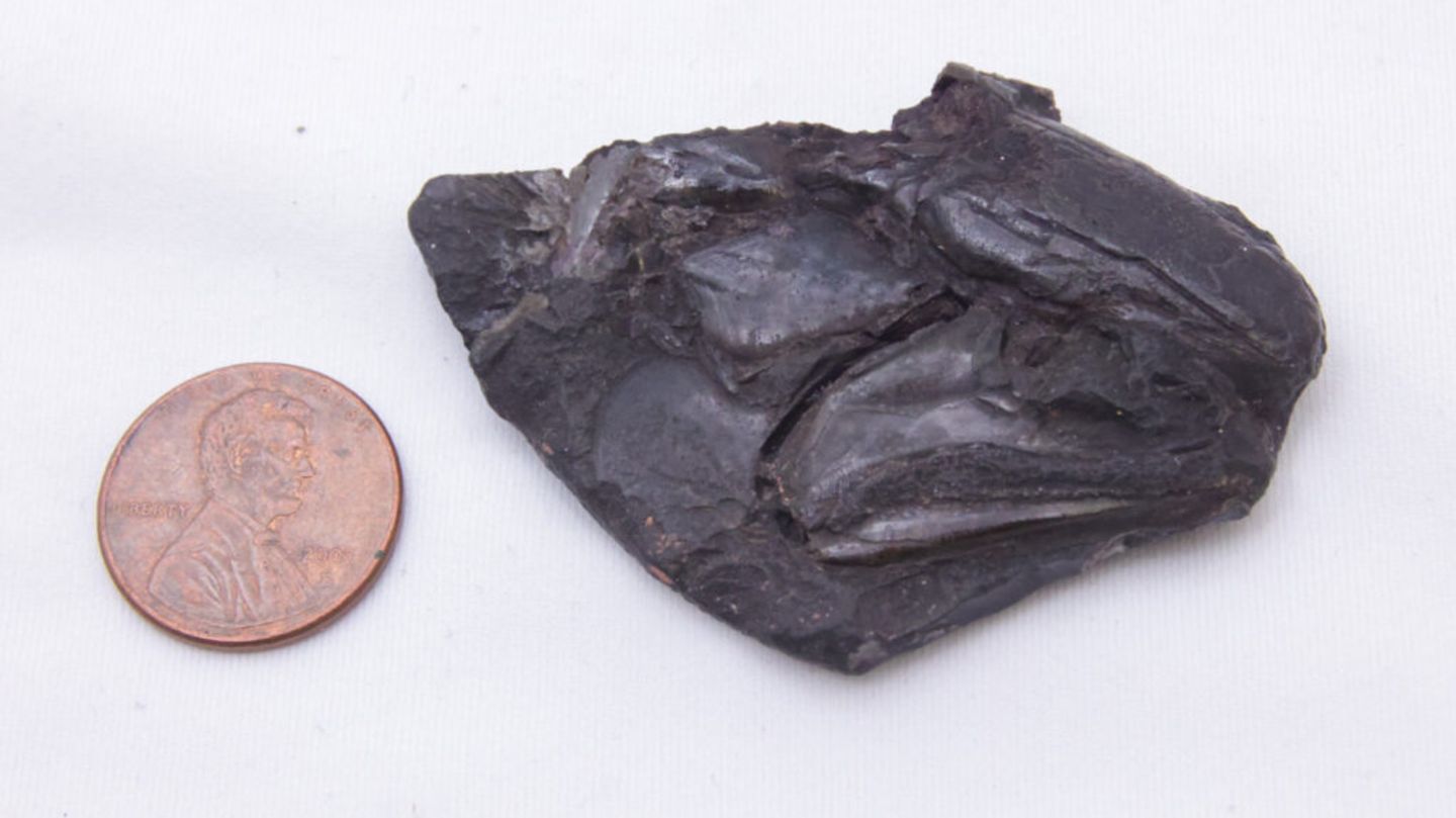 Ein Geldstück neben dem entdeckten Gehirn-Fossil