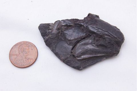 Ein Geldstück neben dem entdeckten Gehirn-Fossil