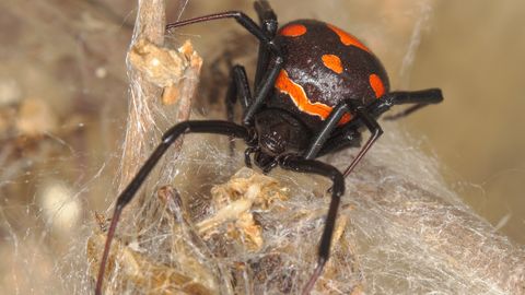 Population nimmt zu: Die giftigsten Spinnen Deutschlands