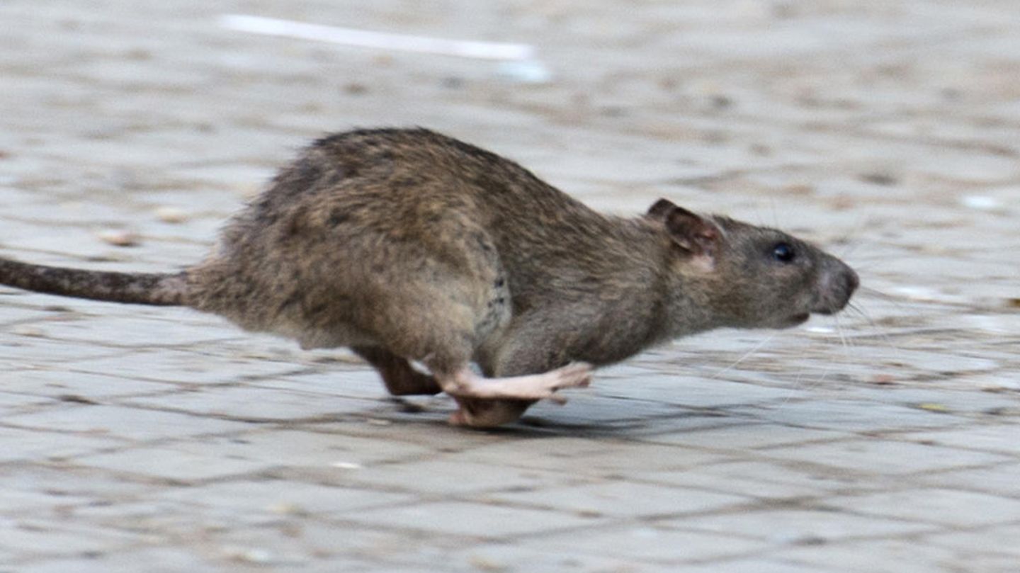 Ratten können schnell zur Plage werden