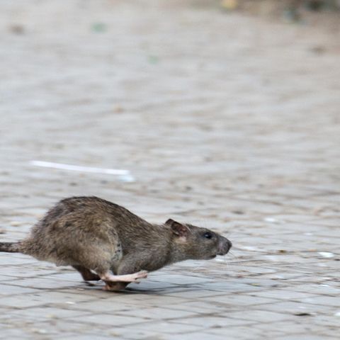 Ratten können schnell zur Plage werden
