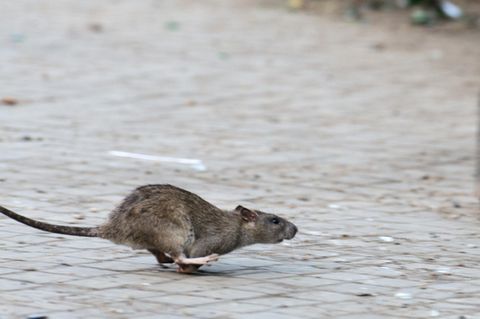 Ratten können schnell zur Plage werden