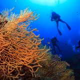 Tauchen rund um Korfu  Die Gewässer rund um Korfu sind ein Eldorado für Taucher. Im kristallklaren Wasser warten Riffe mit farbenprächtigem Artenreichtum, Höhlen und Wracks auf ihre Erkundung. Die größere Tauchbasen liegen im Norden der Insel, zumeist auf der Ostseite. Zu den berühmtesten Tauchplätzen gehört das Riff rund um Colovri mit seinen Zackenbarschen, Barracudas und Muränen. Mit lediglich 30 Metern zählt "Donalds Place" zu den einsteigerfreundlichen Revieren. Die Sichtweite im flachen, Sonnenlicht durchfluteten Wasser beträgt bis zu 20 Meter. Ideal für Fotosafaris. Wracktaucher erwartet vor der Nordwestküste ein besonderes Objekt: Eine Junkers Ju 88, die Anfang der vierziger Jahre Notwassern musste. Für fast alle Tauchgebiete ist eine "Open Water"-Lizenz notwendig.
