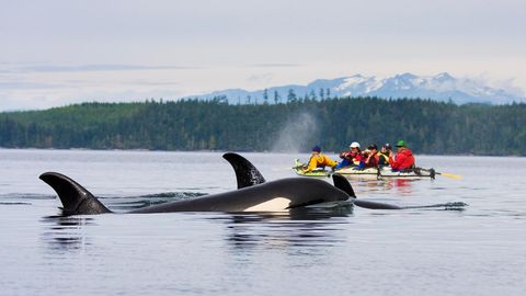 Nahe der Küste tauchen drei Orcas auf