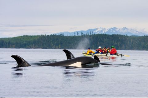 Nahe der Küste tauchen drei Orcas auf