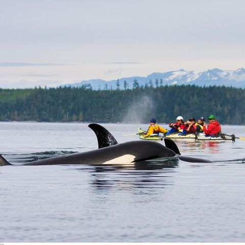 Nahe der Küste tauchen drei Orcas auf