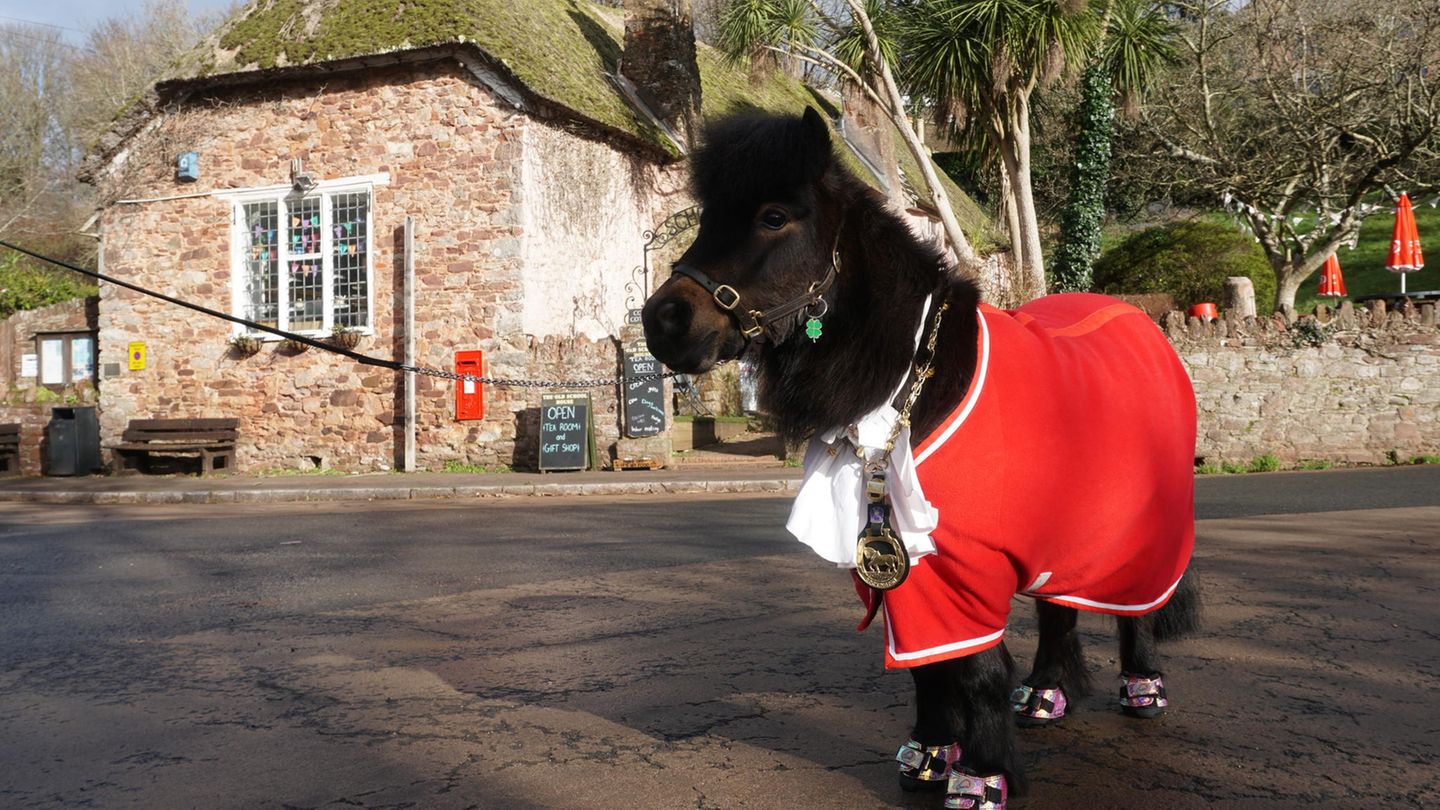 Das Shetland-Pony Patrick steht mit seinem Dorf-Orden um den Hals auf dem Dorfplatz