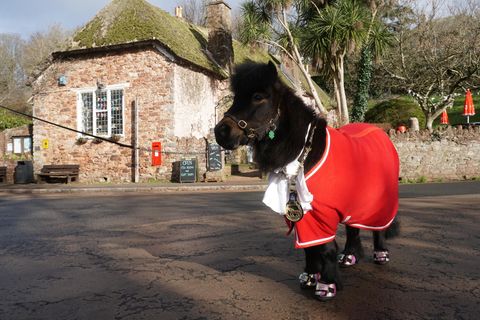 Das Shetland-Pony Patrick steht mit seinem Dorf-Orden um den Hals auf dem Dorfplatz