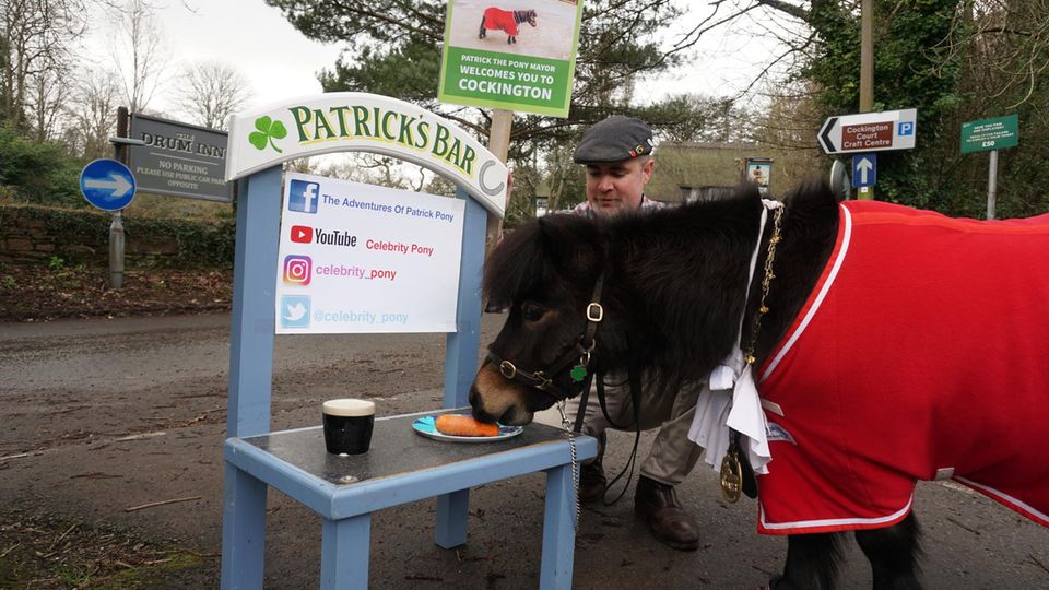 Pony Patrick futtert nach seinem Dorfspaziergang an seiner mobilen, hellblauen "Patrick's Bar"
