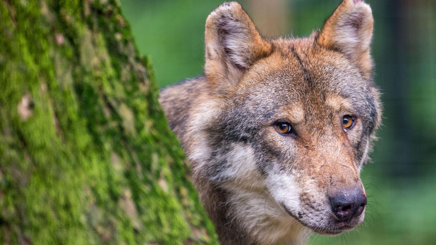 Wolves: Tyrol releases strictly protected animals for shooting