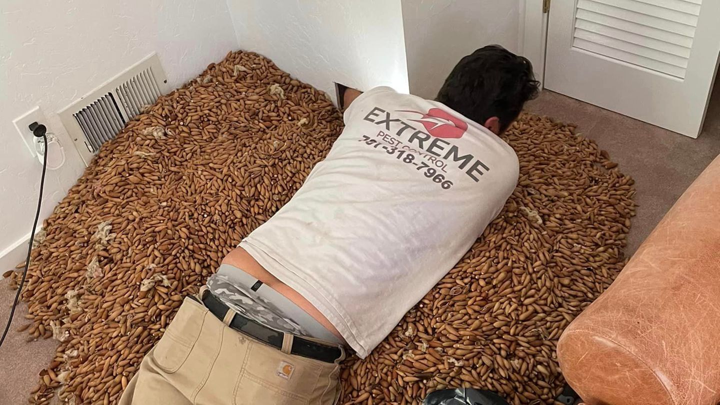 Genug zu tun: In Kalifornien holte ein Handwerker mehr als 300 Kilo voll Eicheln aus einem Kamin.