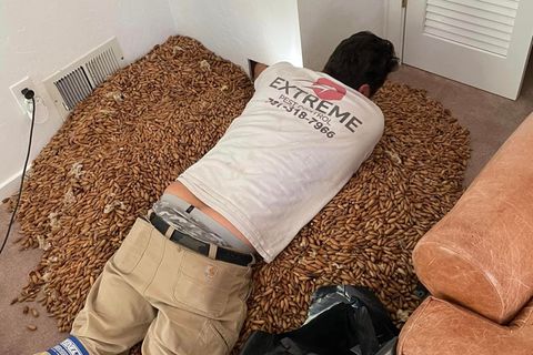 Genug zu tun: In Kalifornien holte ein Handwerker mehr als 300 Kilo voll Eicheln aus einem Kamin.