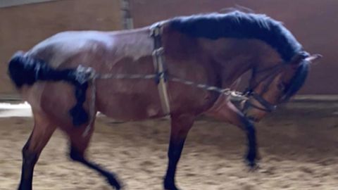 Tierschutz-Skandel: Wie auf Pferdehöfen gefoltert wird