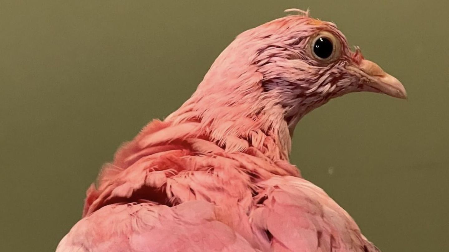 Tierquälerei: Taube stirbt, nachdem ein Paar sie für eine Baby-Party pink färbte