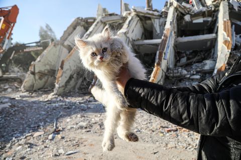 Eine Katze wird aus den Trümmern des Erdbebens in der Türkei gerettet.