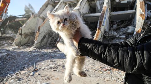 Eine Katze wird aus den Trümmern des Erdbebens in der Türkei gerettet.
