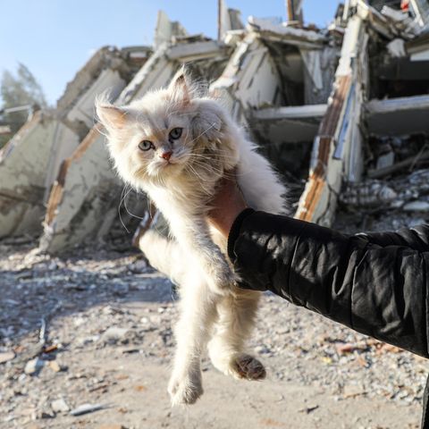 Eine Katze wird aus den Trümmern des Erdbebens in der Türkei gerettet.