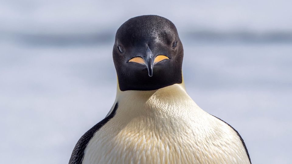 Pinguin Kaiserpinguin