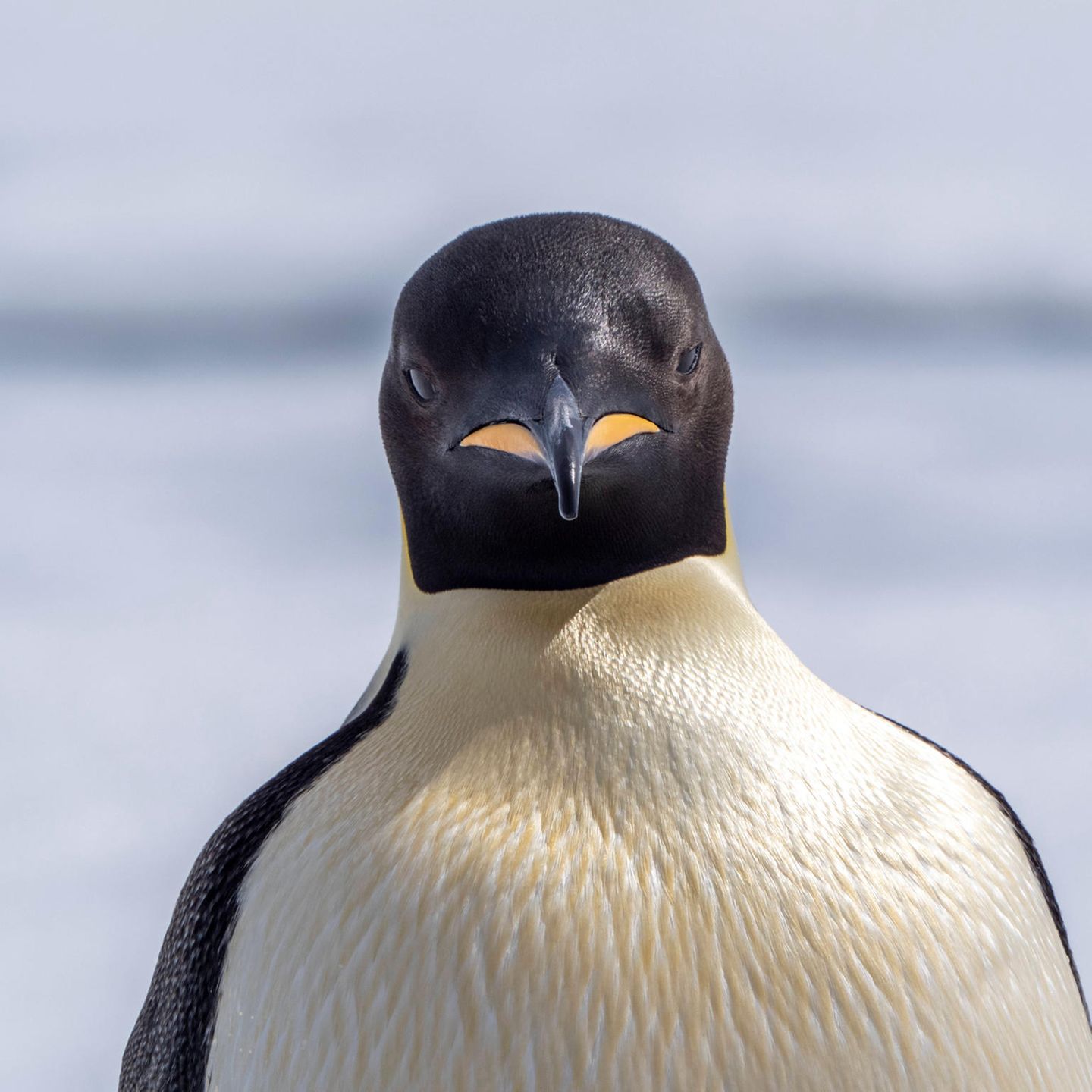 Pinguin aus der Urzeit war so schwer wie ein Schwarzbär